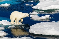 Climate change - polar bear